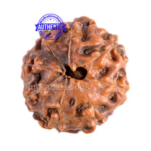 Load image into Gallery viewer, 8 Mukhi Indonesian Rudraksha - Bead No. 55