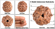 Load image into Gallery viewer, 8 Mukhi Rudraksha from Indonesia - Bead No. 57