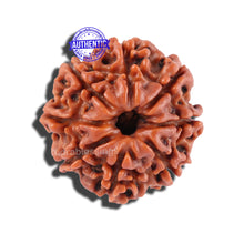 Load image into Gallery viewer, 8 Mukhi Nepalese Rudraksha - Bead No. 59