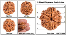 Load image into Gallery viewer, 8 Mukhi Nepalese Rudraksha - Bead No. 5