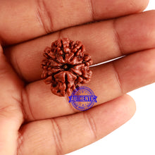 Load image into Gallery viewer, 8 Mukhi Nepalese Rudraksha - Bead No. 62
