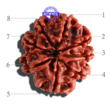 Load image into Gallery viewer, 8 Mukhi Nepalese Rudraksha - Bead No. 62
