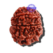Load image into Gallery viewer, 8 Mukhi Nepalese Rudraksha - Bead No. 62
