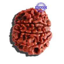 Load image into Gallery viewer, 8 Mukhi Nepalese Rudraksha - Bead No. 62