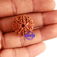 Load image into Gallery viewer, 8 Mukhi Nepalese Rudraksha - Bead No. 62