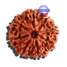 Load image into Gallery viewer, 8 Mukhi Nepalese Rudraksha - Bead No. 62