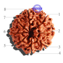 Load image into Gallery viewer, 8 Mukhi Nepalese Rudraksha - Bead No. 62