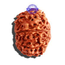 Load image into Gallery viewer, 8 Mukhi Nepalese Rudraksha - Bead No. 62
