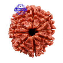 Load image into Gallery viewer, 8 Mukhi Nepalese Rudraksha - Bead No. 66