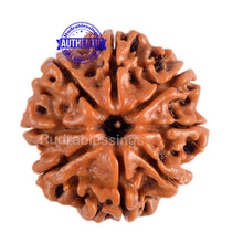 Load image into Gallery viewer, 8 Mukhi Nepalese Rudraksha - Bead No. 6