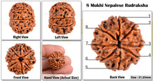 Load image into Gallery viewer, 8 Mukhi Nepalese Rudraksha - Bead No. 6