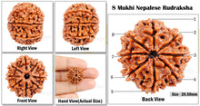 Load image into Gallery viewer, 8 Mukhi Nepalese Rudraksha - Bead No. 75