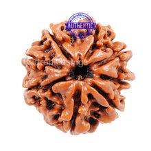 Load image into Gallery viewer, 8 Mukhi Nepalese Rudraksha - Bead No. 76
