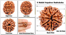 Load image into Gallery viewer, 8 Mukhi Nepalese Rudraksha - Bead No. 76