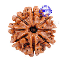 Load image into Gallery viewer, 8 Mukhi Nepalese Rudraksha - Bead No. 77