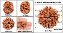Load image into Gallery viewer, 8 Mukhi Nepalese Rudraksha - Bead No. 77