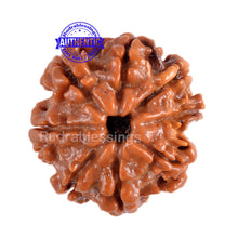 Load image into Gallery viewer, 8 Mukhi Nepalese Rudraksha - Bead No. 7