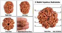 Load image into Gallery viewer, 8 Mukhi Nepalese Rudraksha - Bead No. 7