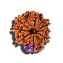 Load image into Gallery viewer, 8 Mukhi Nepalese Rudraksha - Bead No. 86