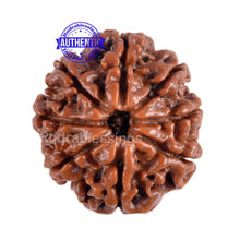 Load image into Gallery viewer, 8 Mukhi Nepalese Rudraksha - Bead No. 8