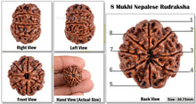 Load image into Gallery viewer, 8 Mukhi Nepalese Rudraksha - Bead No. 8