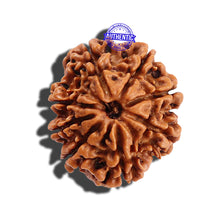 Load image into Gallery viewer, 8 Mukhi Nepalese Rudraksha - Bead No. 90