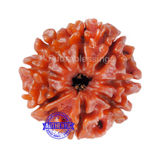 Load image into Gallery viewer, 8 Mukhi Nepalese Rudraksha - Bead No. 97