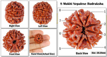 Load image into Gallery viewer, 8 Mukhi Nepalese Rudraksha - Bead No. 97
