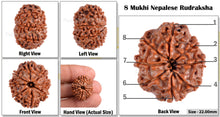 Load image into Gallery viewer, 8 Mukhi Nepalese Rudraksha - Bead No. 9