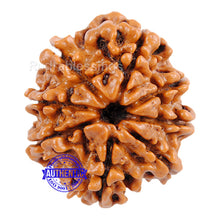 Load image into Gallery viewer, 8 Mukhi Nepalese Rudraksha - Bead No. 81