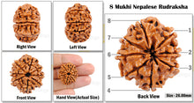 Load image into Gallery viewer, 8 Mukhi Nepalese Rudraksha - Bead No. 81