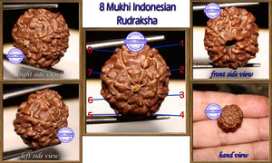8 Mukhi Rudraksha from Indonesia - Big Size