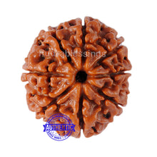 Load image into Gallery viewer, 8 Mukhi Nepalese Rudraksha - Bead No. 83