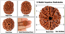 Load image into Gallery viewer, 8 Mukhi Nepalese Rudraksha - Bead No. 83