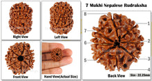Load image into Gallery viewer, 8 Mukhi Nepalese Rudraksha - Bead No. 85