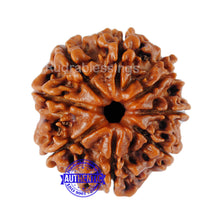 Load image into Gallery viewer, 8 Mukhi Nepalese Rudraksha - Bead No. 87