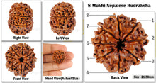 Load image into Gallery viewer, 8 Mukhi Nepalese Rudraksha - Bead No. 87
