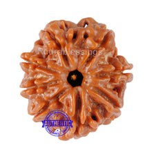Load image into Gallery viewer, 8 Mukhi Nepalese Rudraksha - Bead No. 89