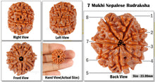 Load image into Gallery viewer, 8 Mukhi Nepalese Rudraksha - Bead No. 89