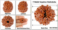 Load image into Gallery viewer, 8 Mukhi Nepalese Rudraksha - Bead No. 90