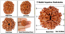 Load image into Gallery viewer, 8 Mukhi Nepalese Rudraksha - Bead No. 91
