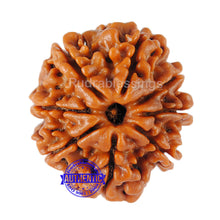 Load image into Gallery viewer, 8 Mukhi Nepalese Rudraksha - Bead No. 93