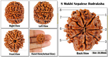 Load image into Gallery viewer, 8 Mukhi Nepalese Rudraksha - Bead No. 93