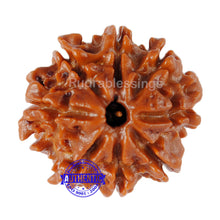 Load image into Gallery viewer, 8 Mukhi Nepalese Rudraksha - Bead No. 94
