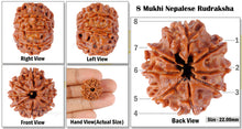Load image into Gallery viewer, 8 Mukhi Nepalese Rudraksha - Bead No. 98