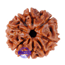 Load image into Gallery viewer, 8 Mukhi Nepalese Rudraksha - Bead No. 99