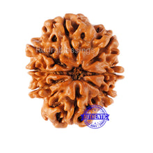 Load image into Gallery viewer, 8 Mukhi Nepalese Rudraksha - Bead No. 107