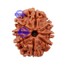 Load image into Gallery viewer, 8 Mukhi Nepalese Rudraksha - Bead No. 117