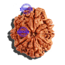 Load image into Gallery viewer, 8 Mukhi Nepalese Rudraksha - Bead No. 193