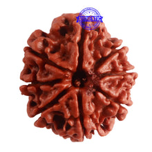 Load image into Gallery viewer, 8 Mukhi Nepalese Rudraksha - Bead No. 286